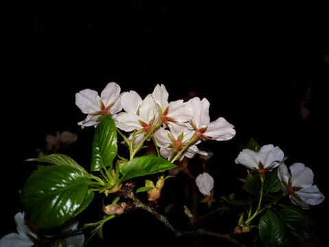 櫻花