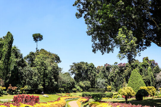 斯里蘭卡康提皇家植物園