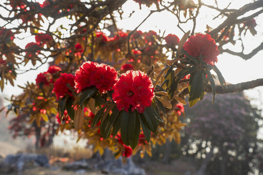 永德大雪山杜鵑花