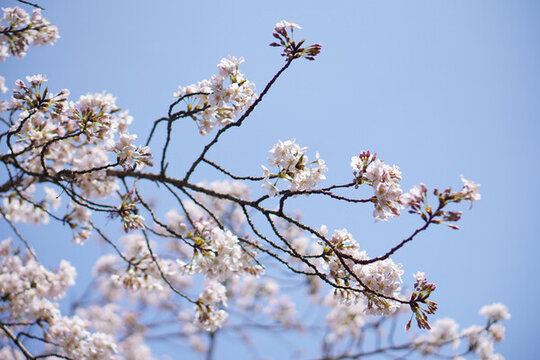 櫻花