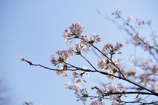 櫻花