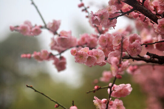 梅花