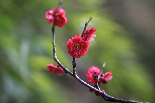 梅花