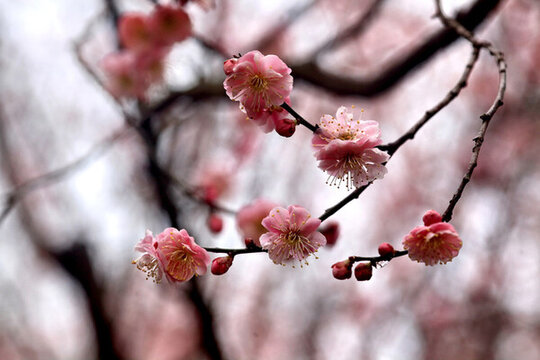 梅花