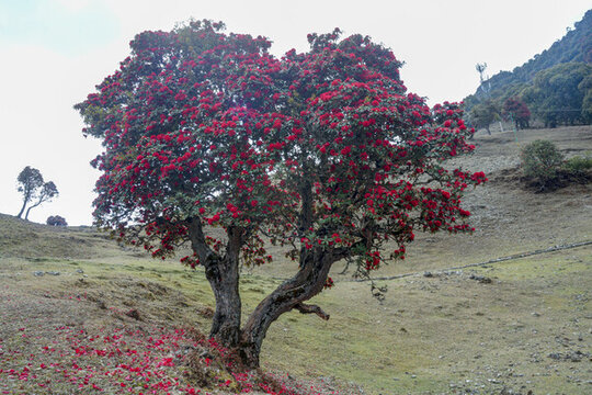 永德大雪山杜鵑花