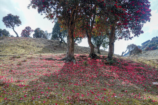 永德大雪山杜鵑花