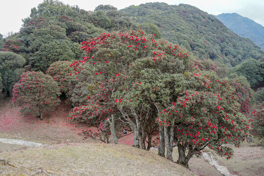 永德大雪山杜鵑花