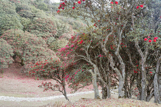 永德大雪山杜鵑花