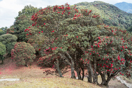 永德大雪山杜鵑花