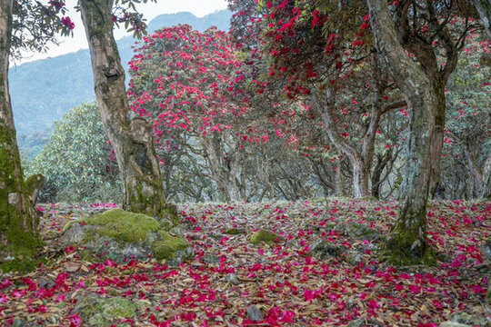 永德大雪山杜鵑花