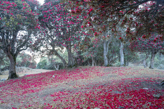 永德大雪山杜鵑花