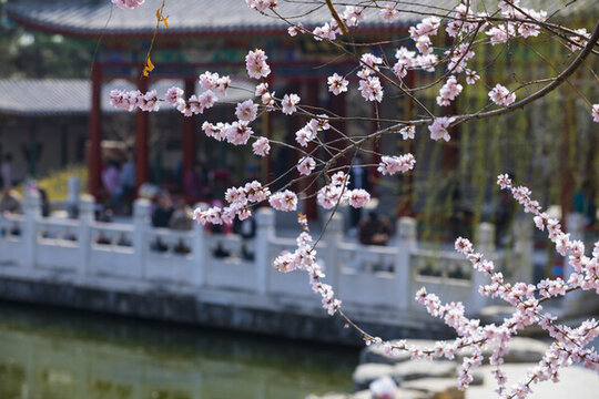 園林桃花