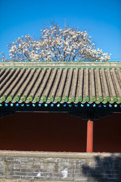 玉蘭