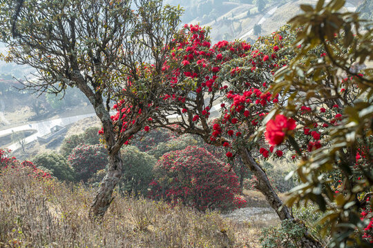 永德大雪山杜鵑花
