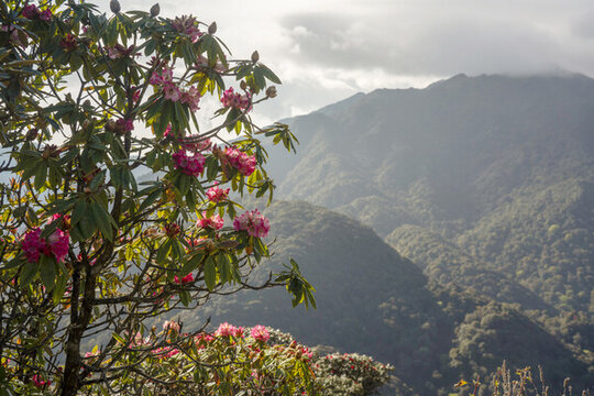 永德大雪山杜鵑花