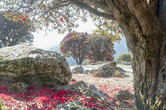 永德大雪山杜鵑花