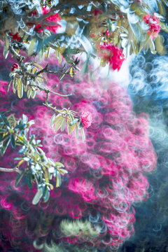 永德大雪山杜鵑花