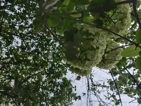 木繡球