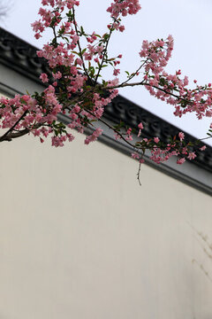 鹽城中華海棠園