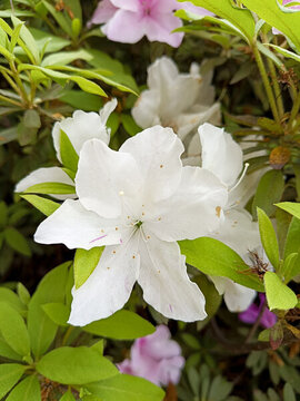 白花杜鵑