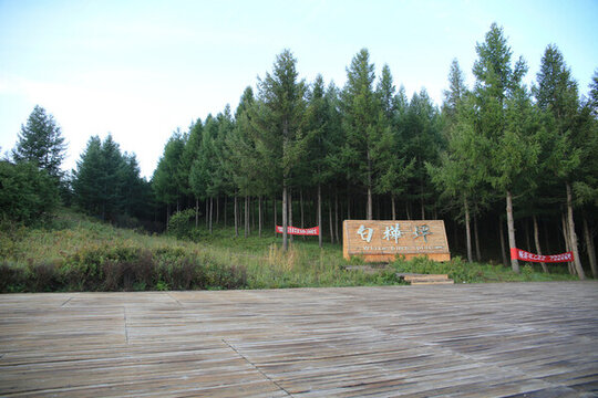 白樺坪