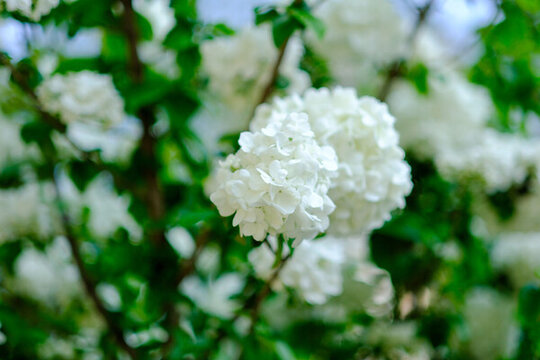 春天盛開(kāi)的繡球花