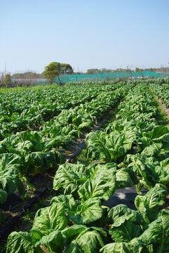 田野白菜種植