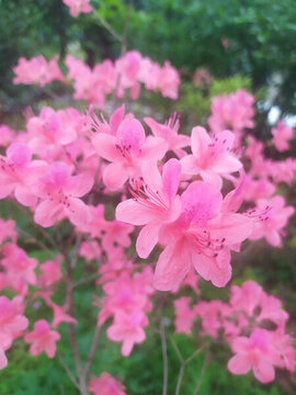 杜鵑花映山紅