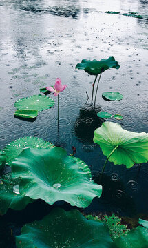荷花荷葉下雨