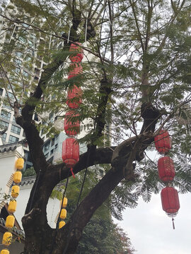 紅燈籠