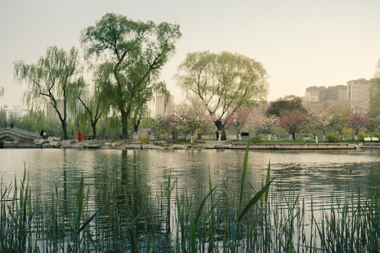 玉淵潭櫻花