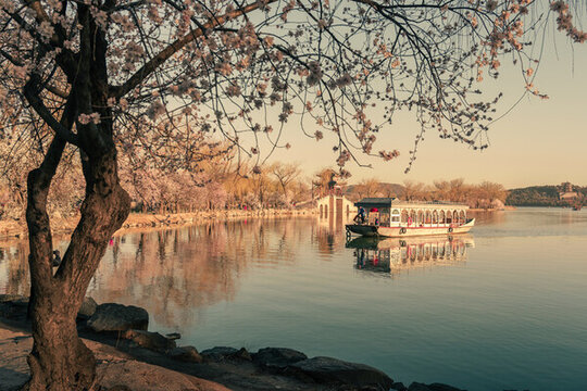 頤和園西堤桃花