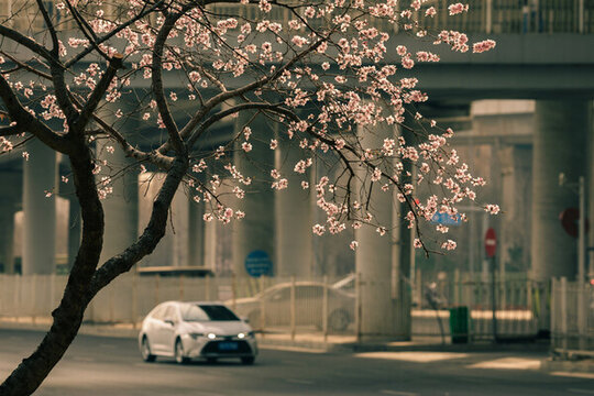 路邊的桃花
