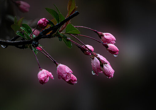 春雨中含苞待放的海棠花