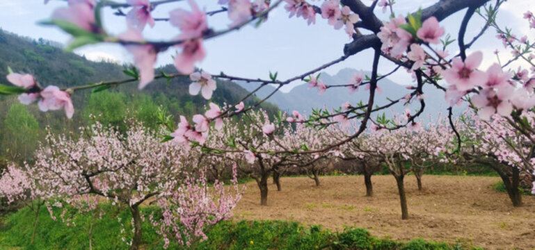 桃花盛開