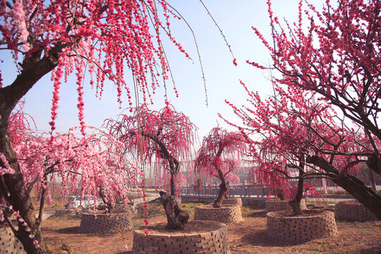 梅花樹