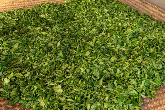 壩糯藤條茶普洱茶