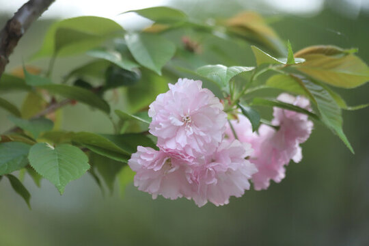 櫻花樹