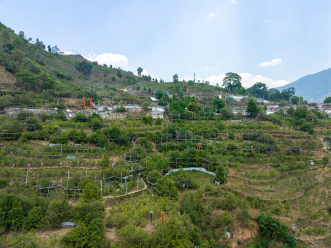 臨滄茶區(qū)冰島老寨廣場(chǎng)古茶樹(shù)