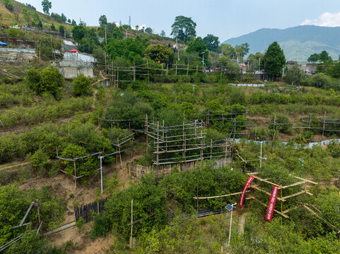 臨滄茶區(qū)冰島老寨廣場(chǎng)古茶樹(shù)