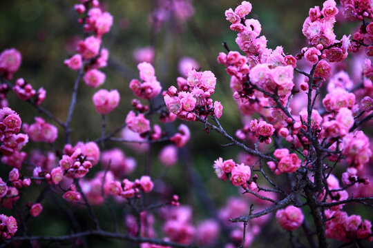梅花