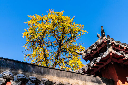 南京毗盧寺秋天風(fēng)景