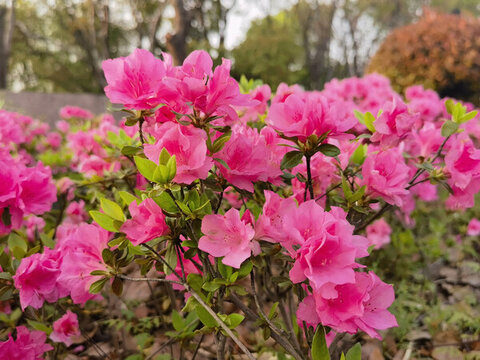 杜鵑花