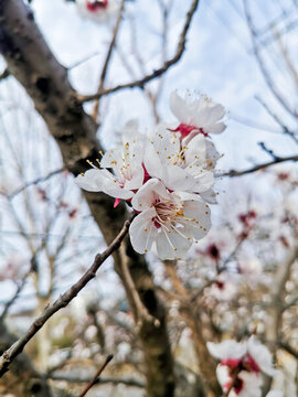 杏花老樹(shù)