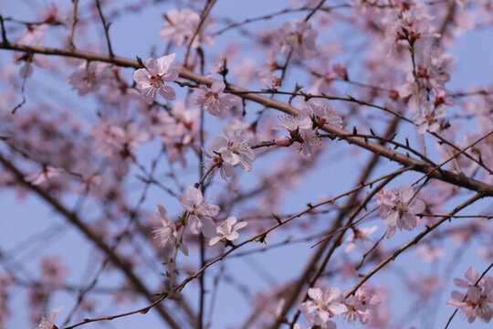 梅花