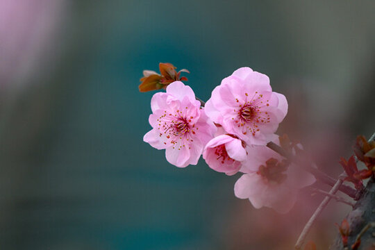 梅花美人梅春天盛開(kāi)