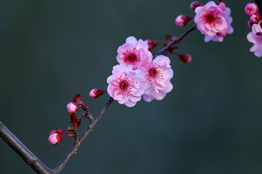 梅花美人梅春天盛開(kāi)