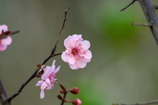 梅花美人梅春天盛開