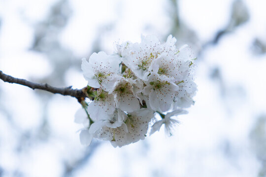 櫻花