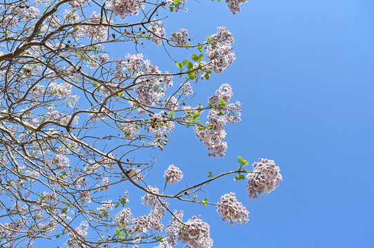 梧桐樹花